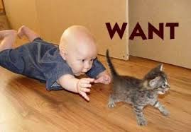 Baby chasing cat C:O funny-pictures.picphotos.net